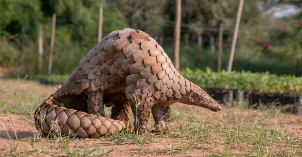 Animals That Stay Up All Night - Pangolin