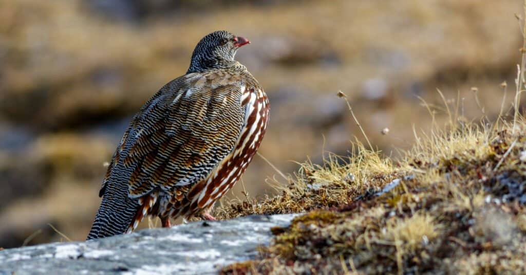 12 Animals of Christmas From Around the World - partridge