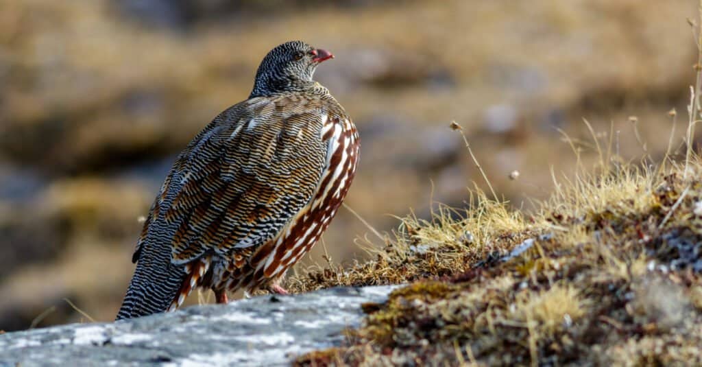 Partridge vs Pheasant