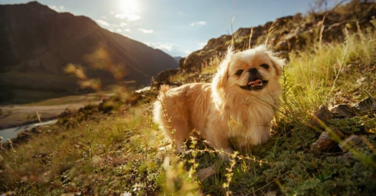 Calmest dog - pekingese in the valley