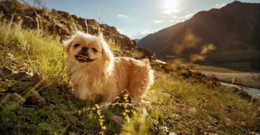 The calmest dog - the Pekingese in the valley