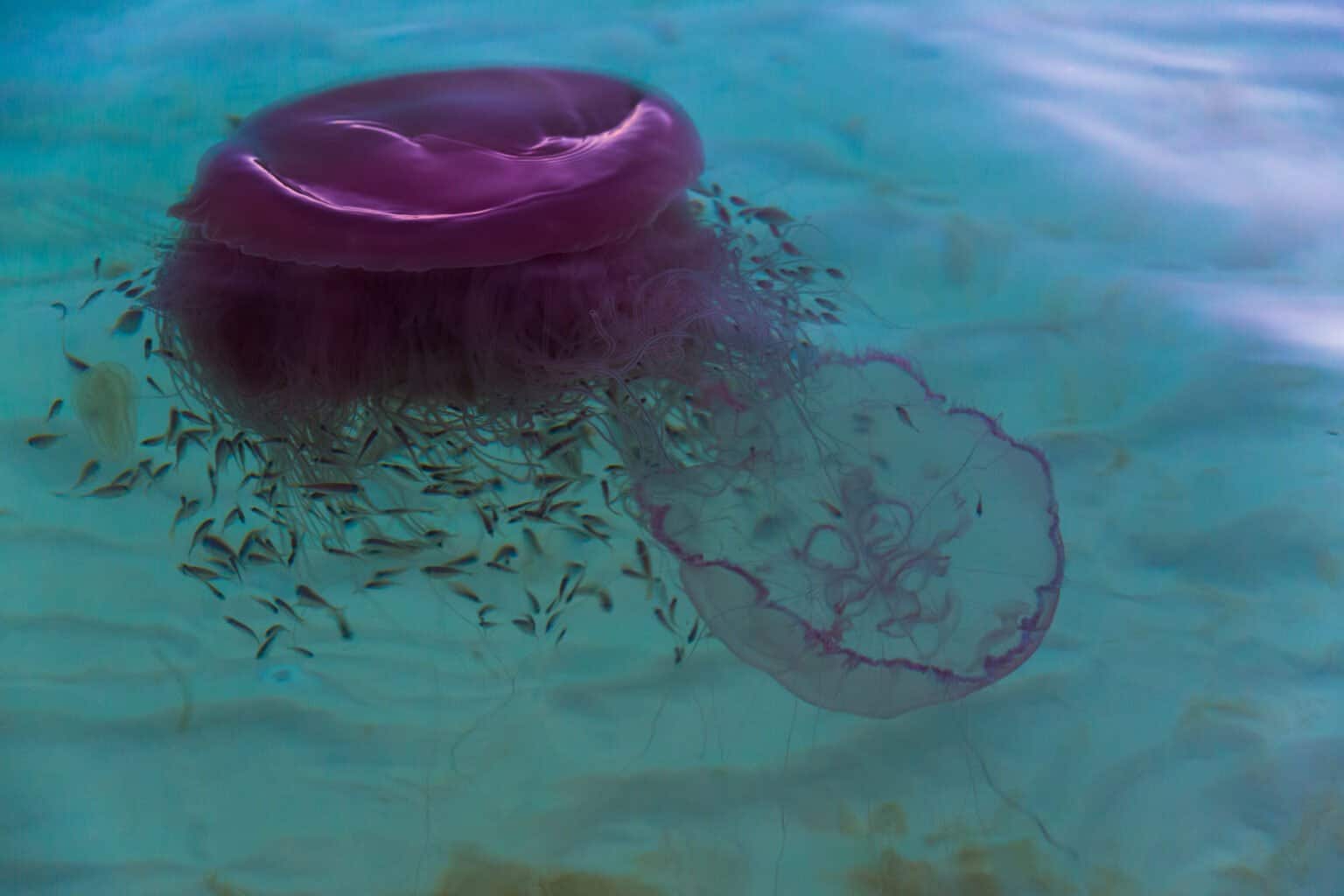 The 9 Colors Of Jellyfish (Rarest to Most Common)