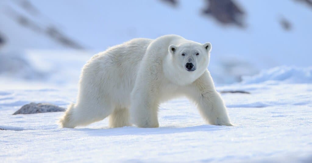 A white polar bear. 