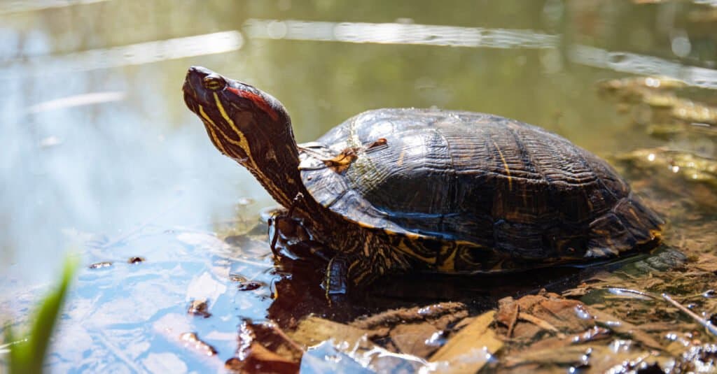 Top 10 Animals That Have Shells - pond slider