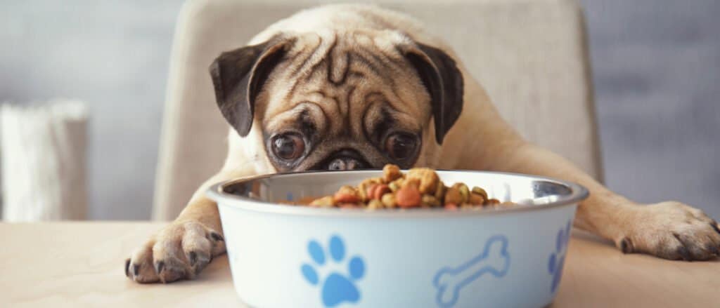 pug ready to eat