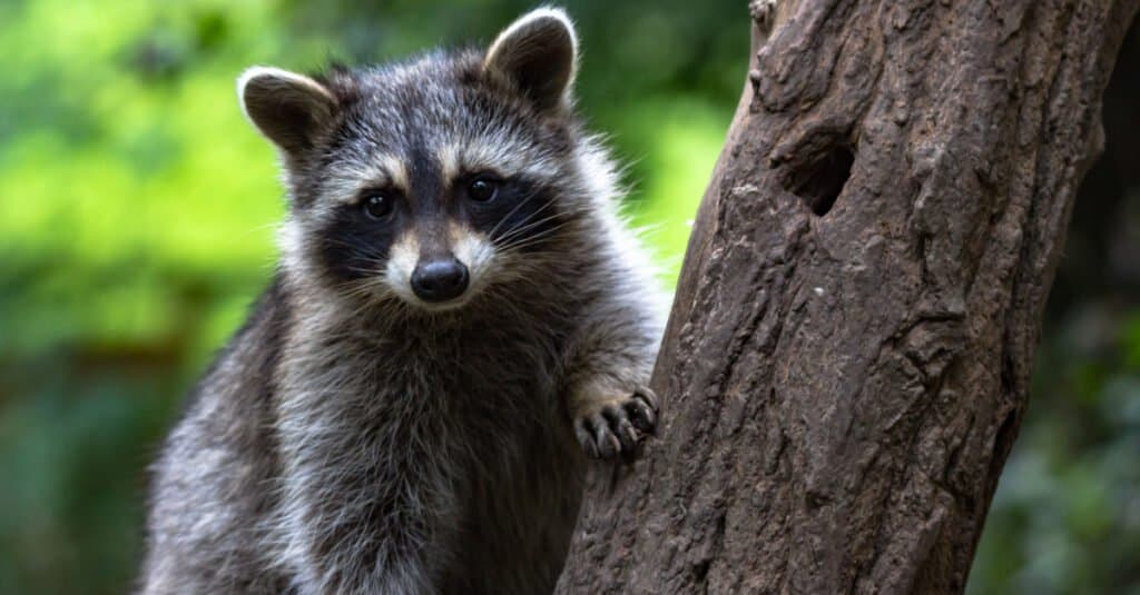 is a raccoon dog the same as a raccoon