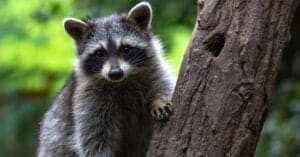 12 Smells That Attract Raccoons (Best Bait) Picture