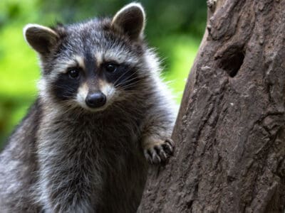 A Raccoon Quiz: Test Yourself!