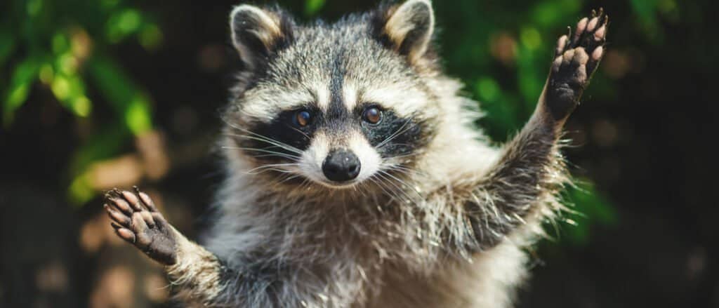 Raccoons are extremely agile and dexterous 
