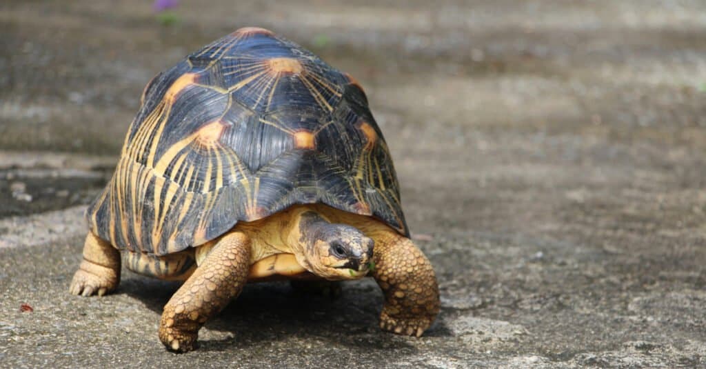Top 10 Animals That Have Shells - radiated tortoise