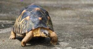Rodent Shell 10 Amazing Animals That Have Shells (It's Not Just Turtles!) - A-Z Animals