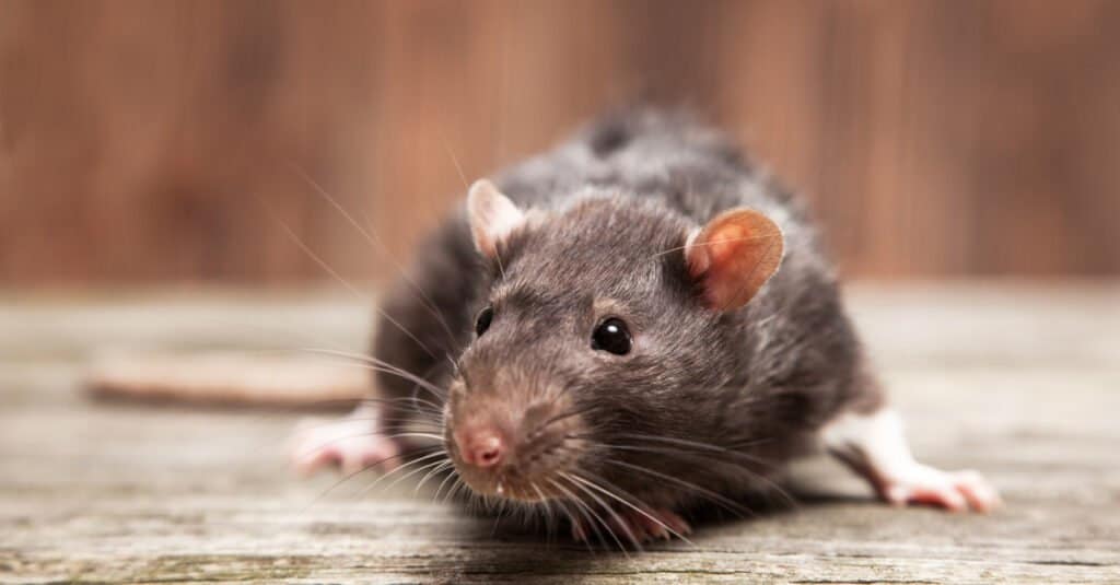 How long do rats live?