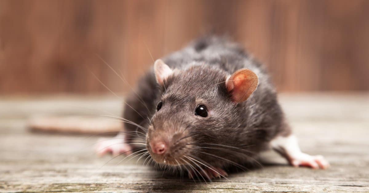 10 Animals That Hoard - rat