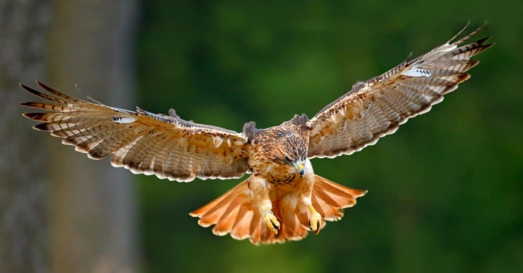 Moulting Animal - Red Tailed Hawk
