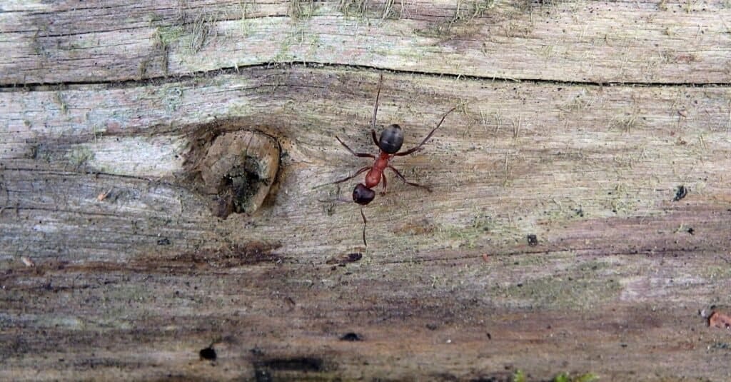 Hormigas más grandes - hormiga de madera del sur
