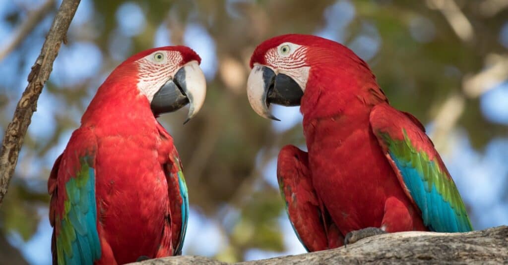 Largest parrots - red and green macaw