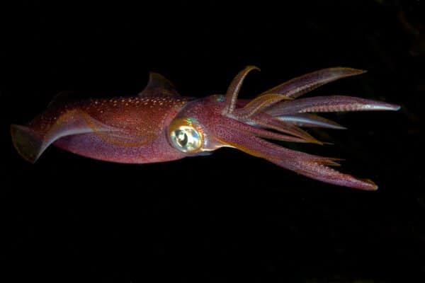 A red squid deep in the ocean 