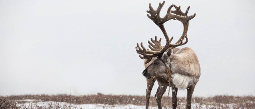12 Animals of Christmas From Around the World - reindeer