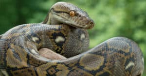 Watch A Deer Being Strangled By a Massive Python Before Being Saved By an Angry Driver Picture