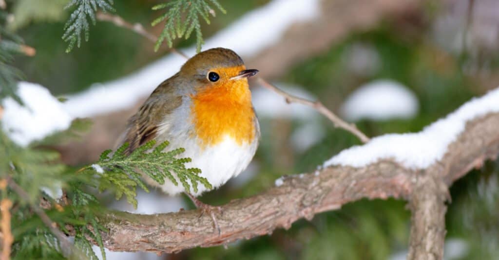 12 Animals of Christmas From Around the World - robin