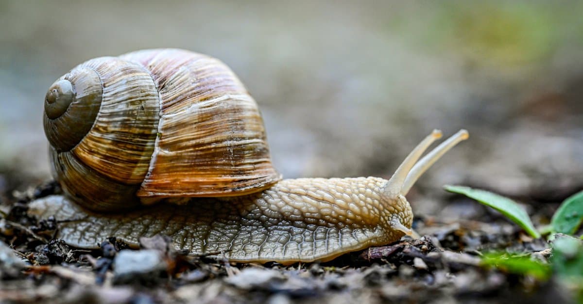 What Do Water Snails Eat? Their 5+ Favorite Foods - AZ Animals