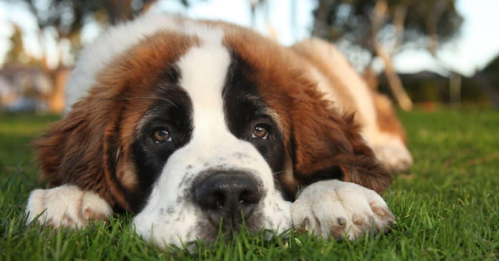 Calmest dog - Saint bernard laying in the grass