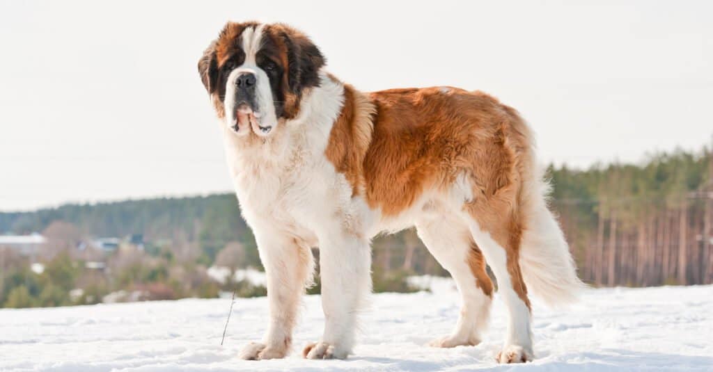 12 Animals of Christmas From Around the World - saint bernard