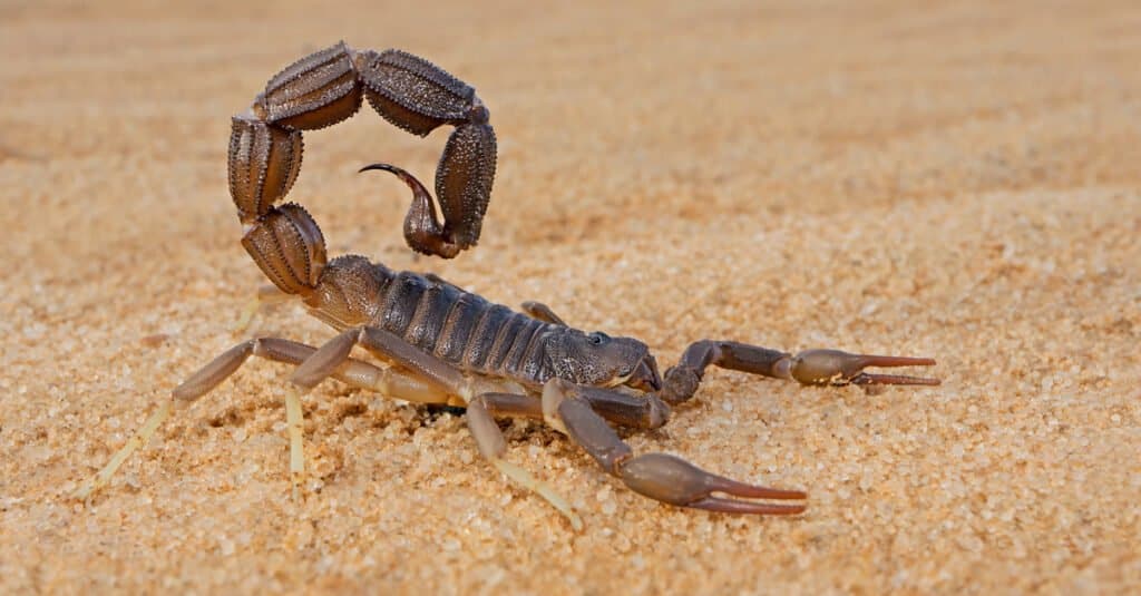 Animaux qui muent - Scorpion