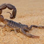 Molting is a sign that the scorpion is independent of its mother. 