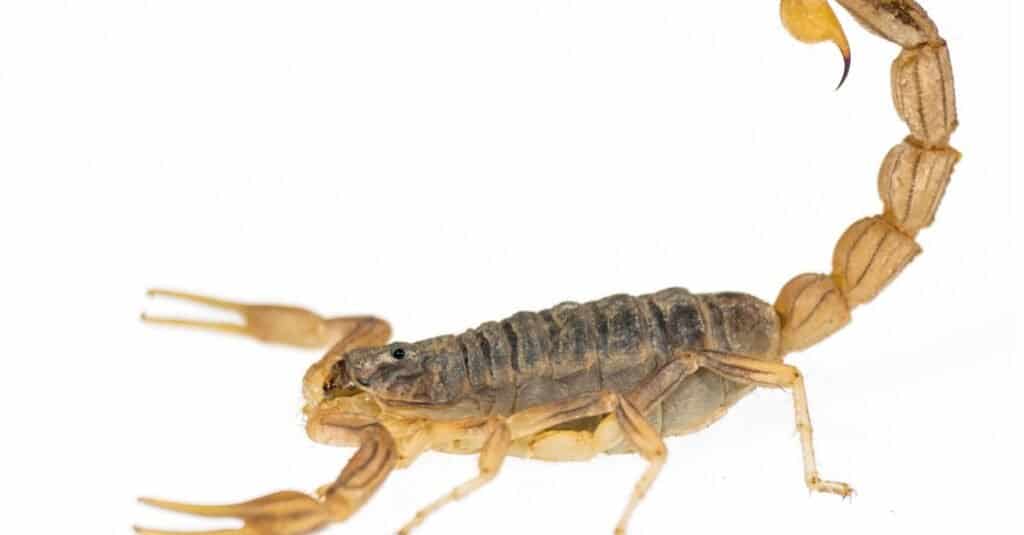 Largest scorpions - deathstalker