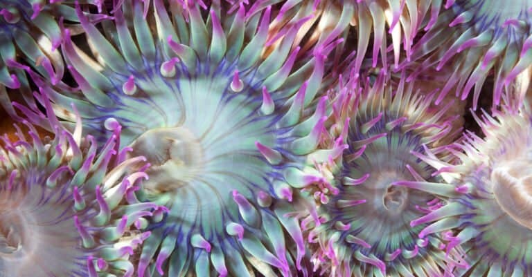 What Do Sea Anemones Eat? 7 Foods They Consume - A-Z Animals