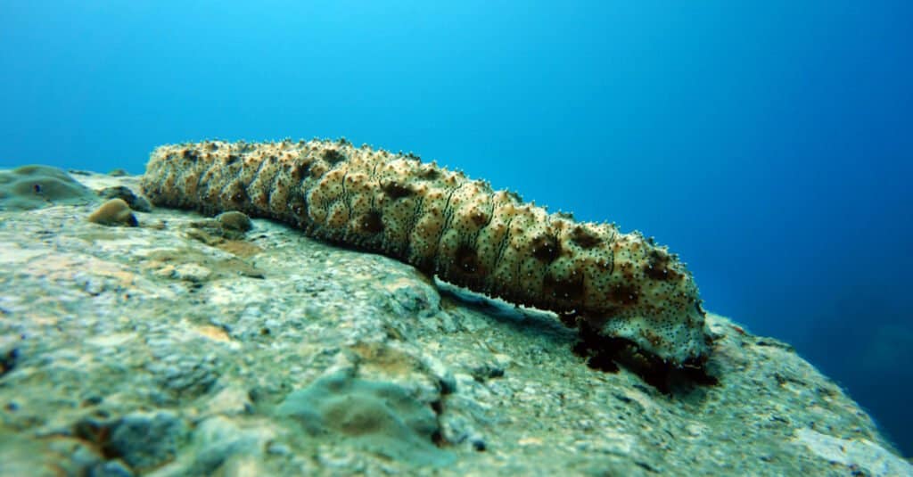 Animals That Don't Have a Brain - Sea Cucumber