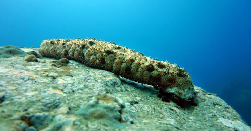 Động Vật Không Có Não - Sea Cucumber