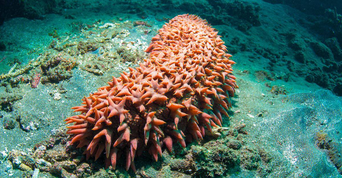 Animals That Look Like Plants - Sea Cucumber