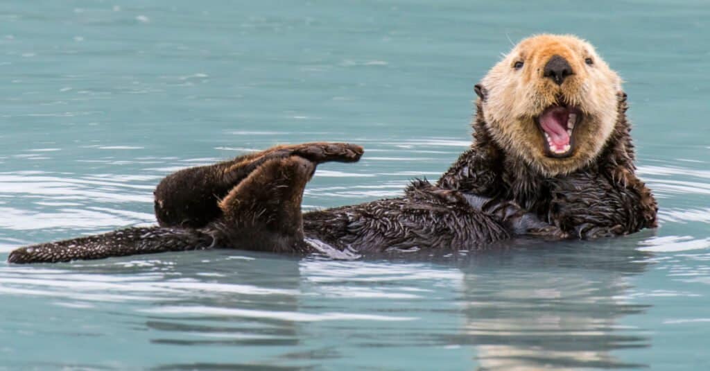 Sea otter swimming in the water