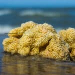 Waste from the ocean helps sea sponges to survive. 