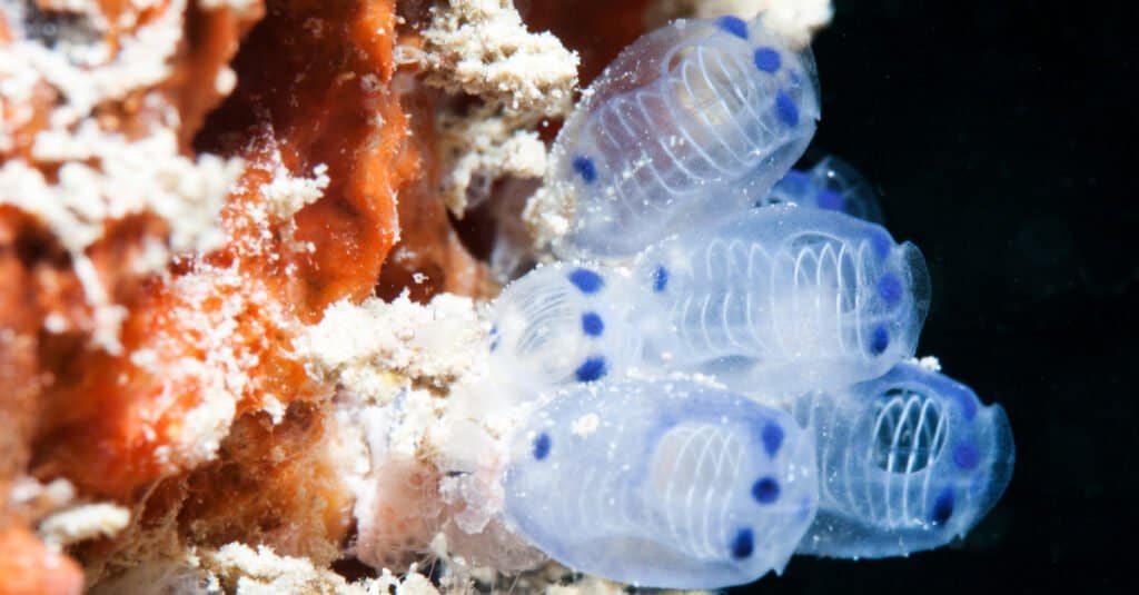 Animals That Don't Have a Brain - Sea squirt