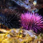 Sea urchins use their spiked shells to protect themselves from predators. 