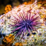 The sea urchin's water vascular system allows it to move quicker. 