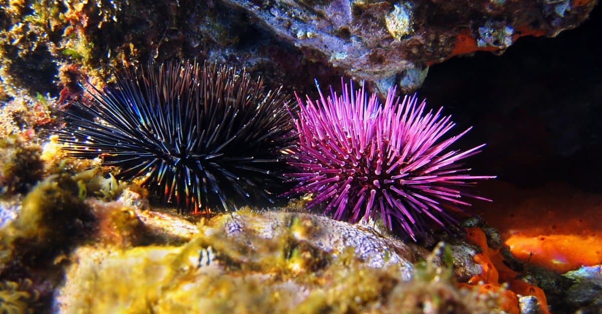 What Do Sea Urchins Eat? - AZ Animals