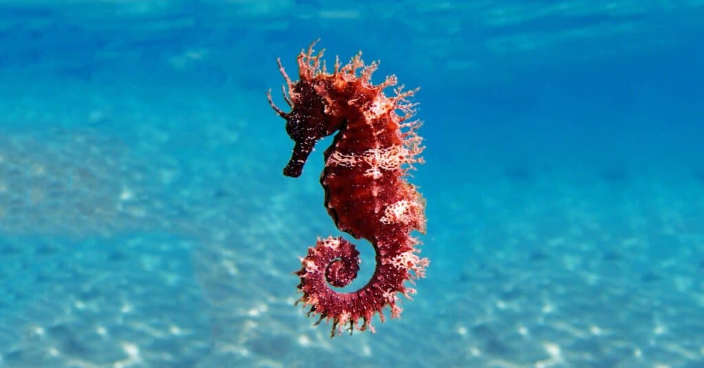 Color-changing animals - seahorses