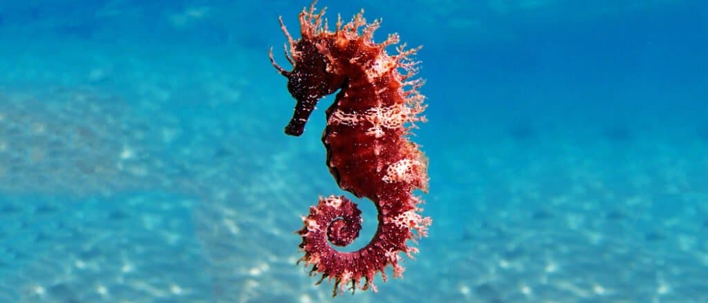 purple seahorse species