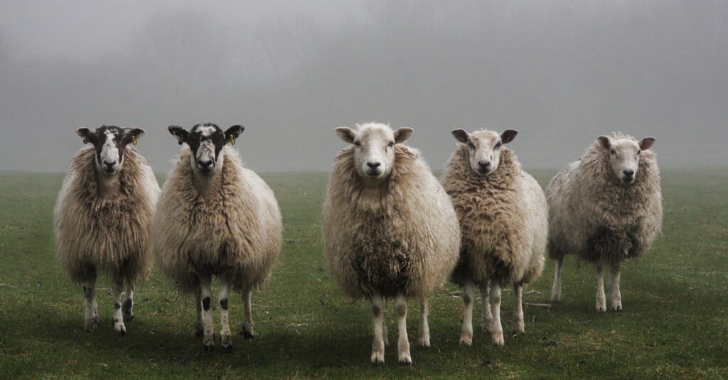 12 Animals of Christmas From Around the World - sheep