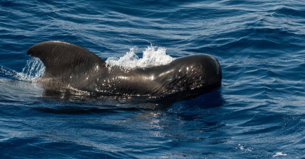 short-finned pilot whale - swimming in the ocean