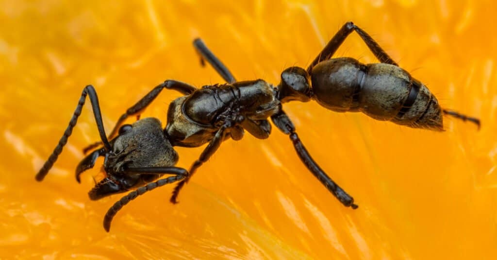 Hormiga más grande: gigante amazónica 