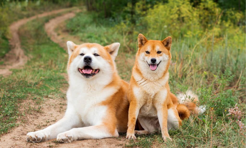 how big do akita inus get