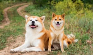 10 Types of Japanese Dog Breeds photo