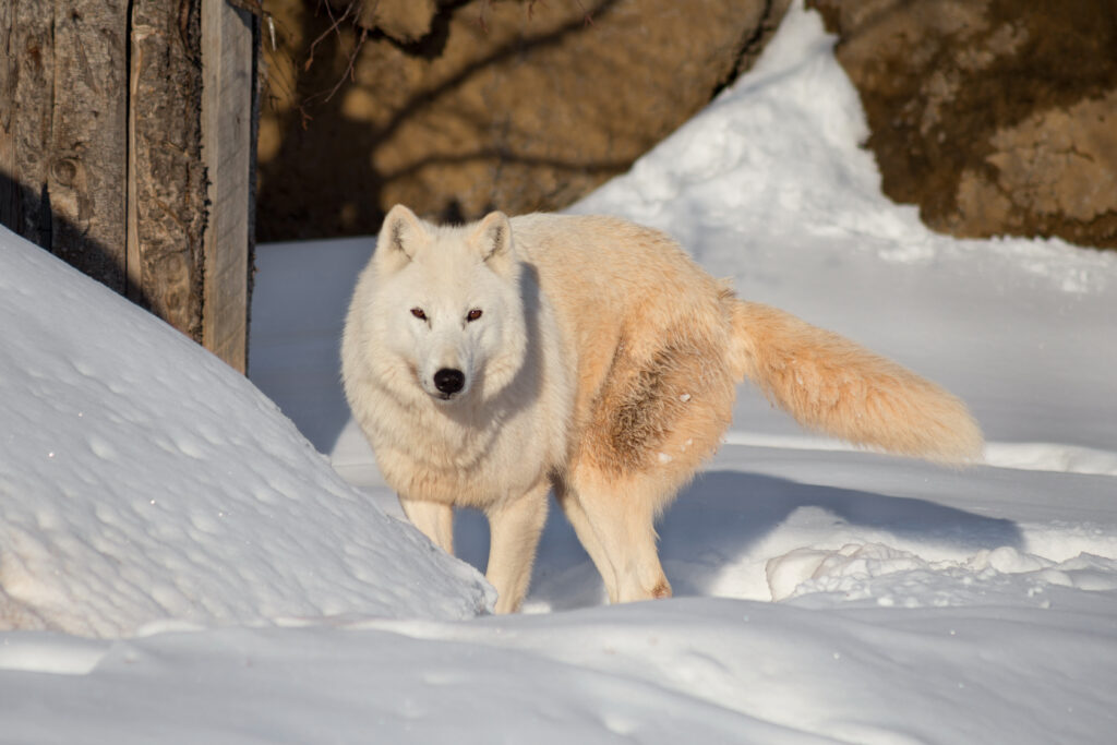 learn about arctic wolves