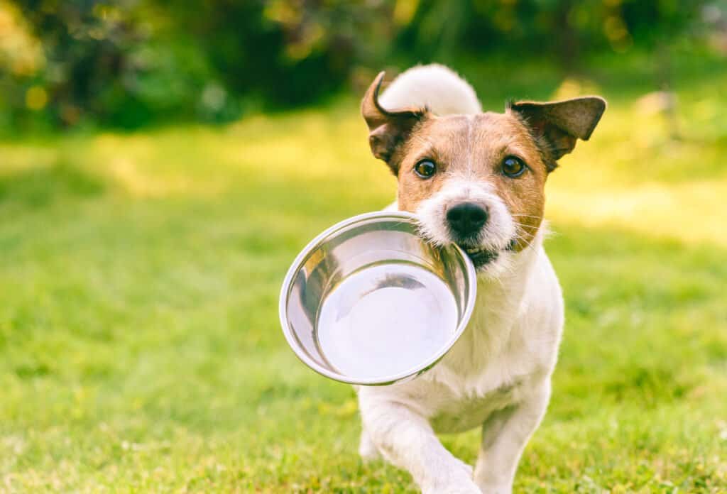 dog carrying dog bowl