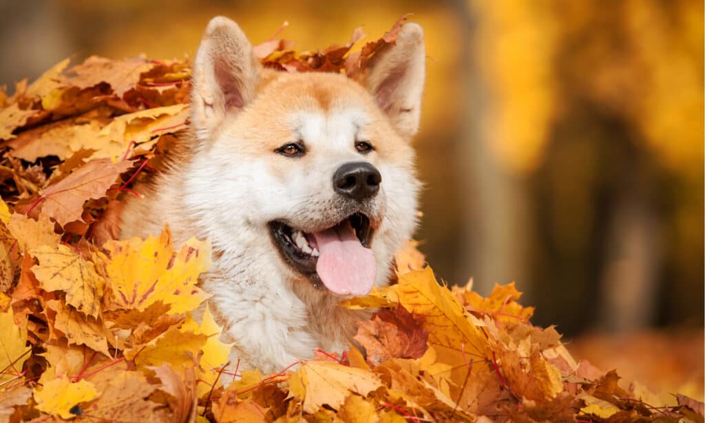 Akita Inu in Leaves